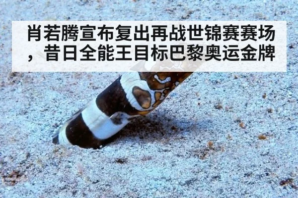 肖若腾宣布复出再战世锦赛赛场，昔日全能王目标巴黎奥运金牌
